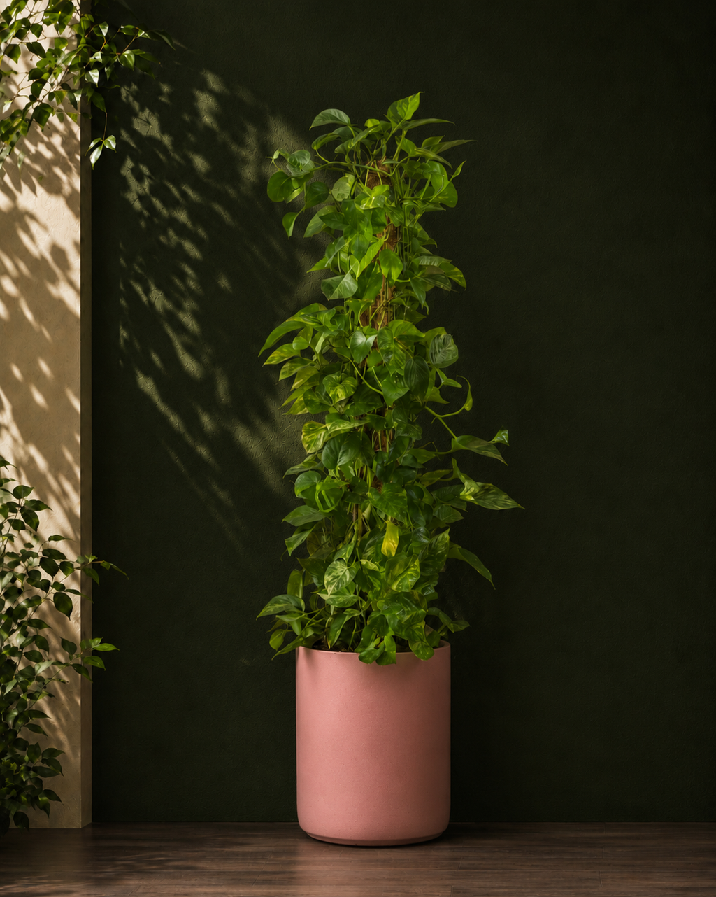 Money Plant
