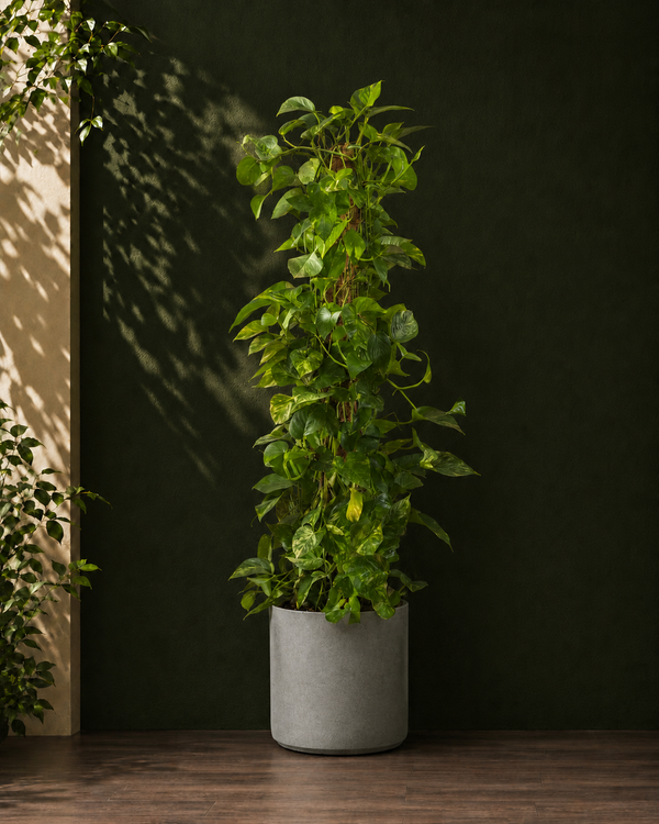 Money Plant