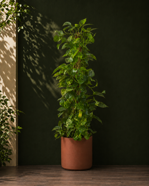 Money Plant