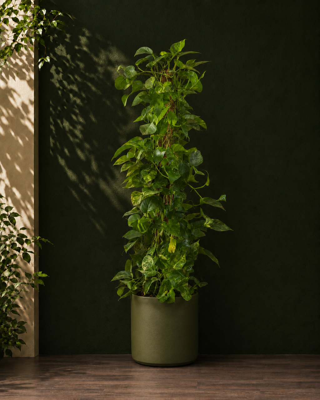 Money Plant