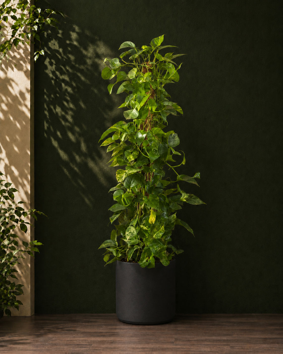 Money Plant