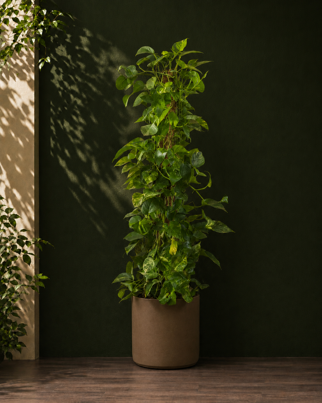 Money Plant